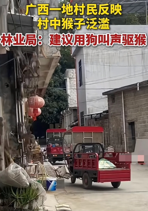 广西一村庄猴子泛滥，闯到村民家中大肆觅食！

当地林业局说，猴子是保护动物，不能