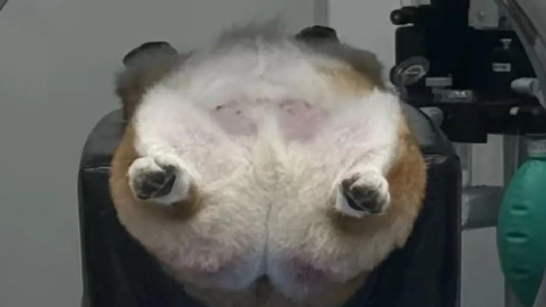 小短腿生病去照ct，躺在ct机上的样子…太可爱了啊啊啊！