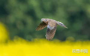 上大学的女儿嫁给了保安，生下女儿后，女婿孙女一起消失了