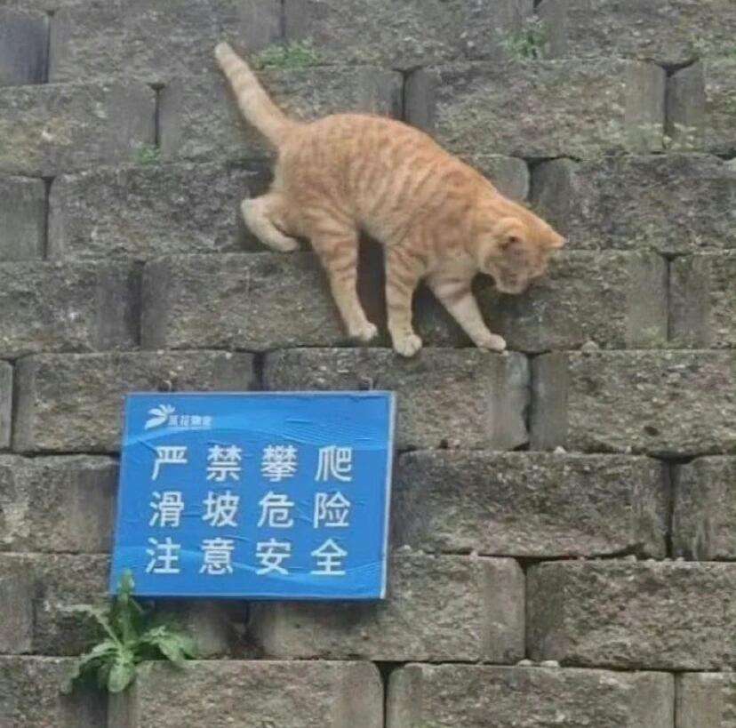 猫咪：说的是我吗？