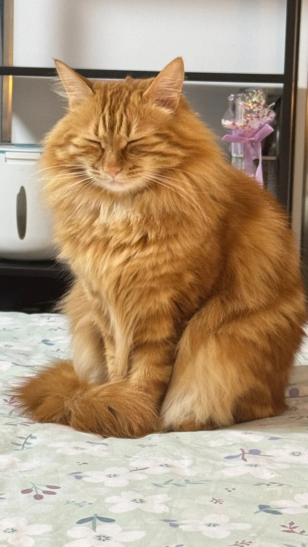宝宝你是一个会摆拍的小猫咪
小咖自己会找角度诶 好好玩