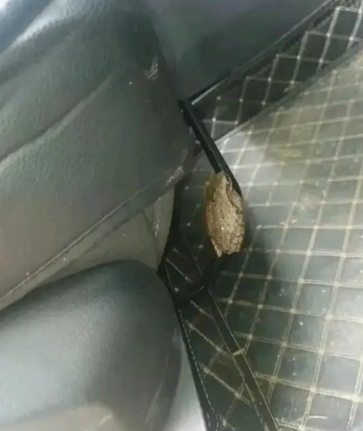 卧槽这啥?网约车上发现的