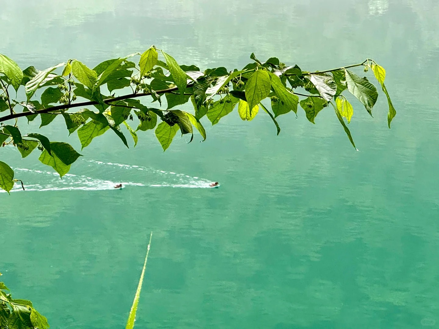 小东江，这种天气来就是在赌！
赌徒大赢特赢！
小东江雾气弥漫，真的好美啊😍
玻