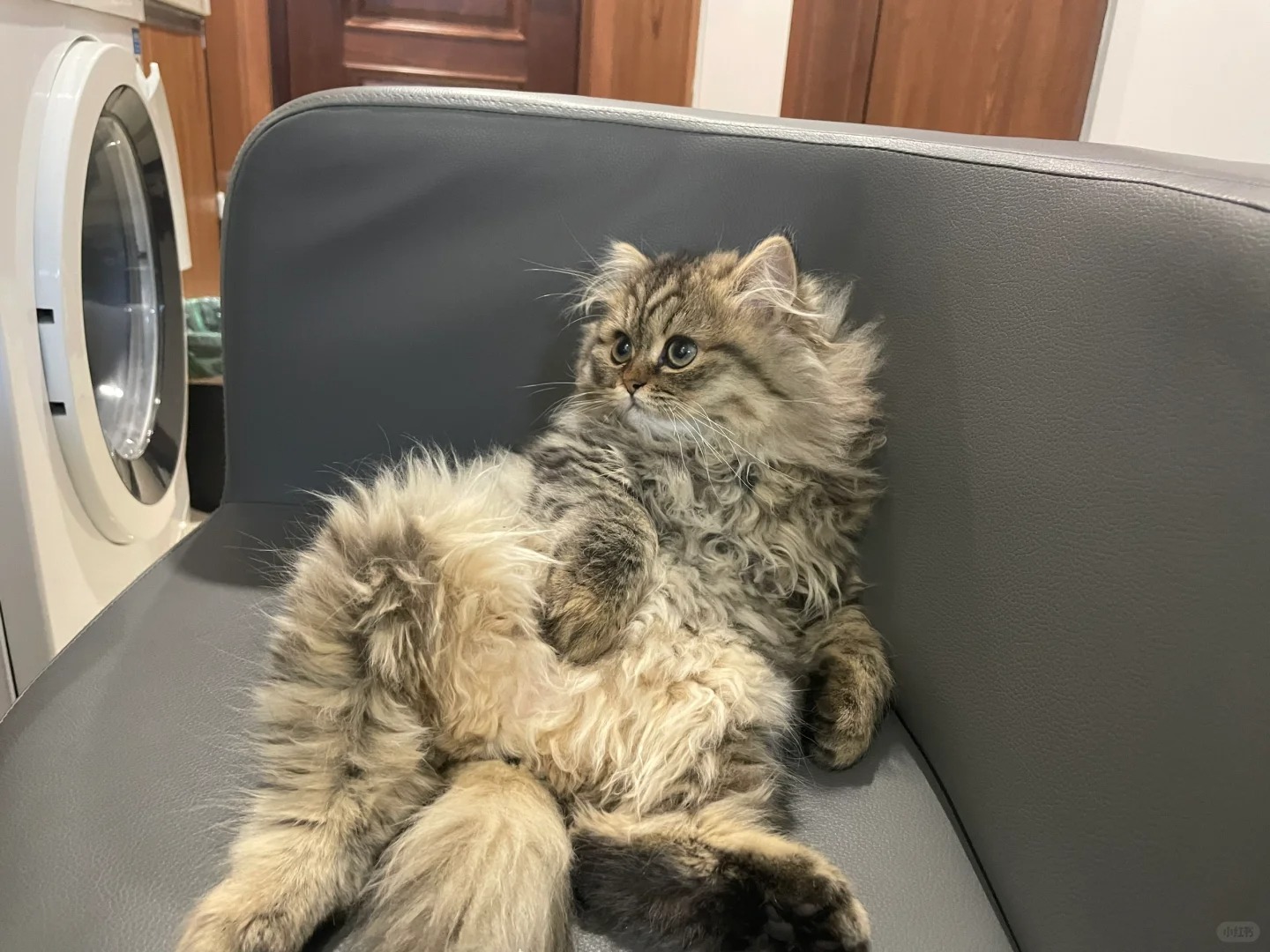 坐没坐相，猫没猫样！