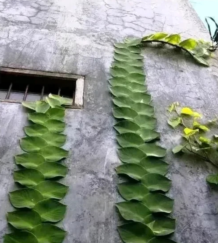 广东，一名男子出门闲逛，四处溜达打发时间。他漫无目的地走着，突然被一户人家的外墙