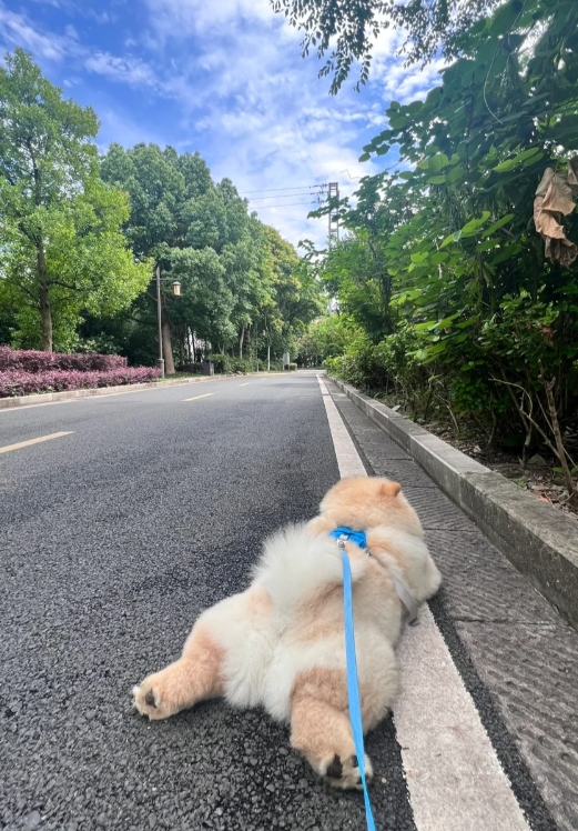 任何时间！任何地点！ 超级懒汉认真摆烂！