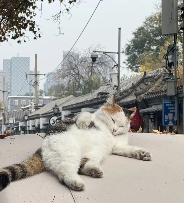 猫都比你有松弛感，北京儿胡同里的猫猫们都好可爱 而且都不怕人，这只姿势真的像个人