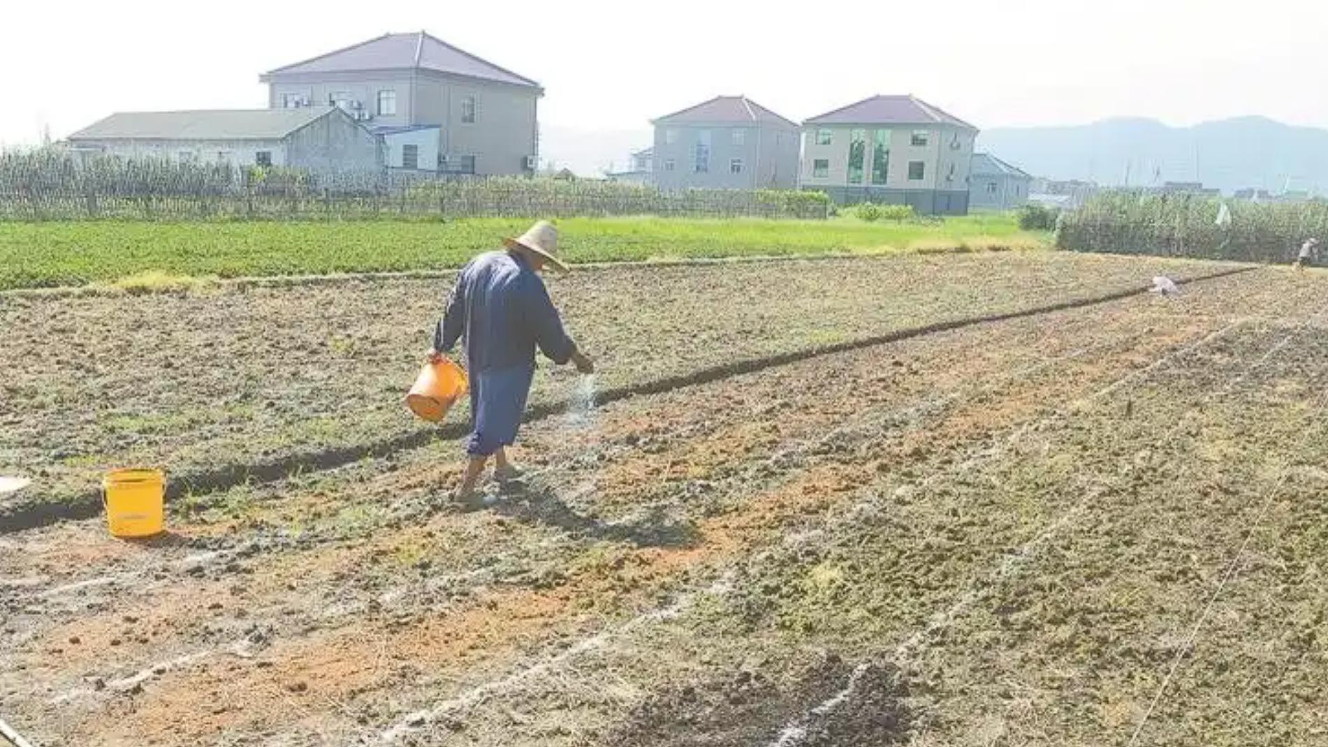 80岁老农民：种菜为什么种不好，整地这一步总是忽略，一定要学会