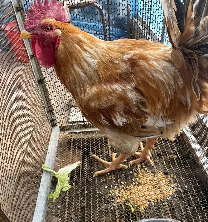 今天去集市上赶集，看见一位大爷在卖鸡，我问大爷，你这鸡多少钱一斤，大爷说28一斤
