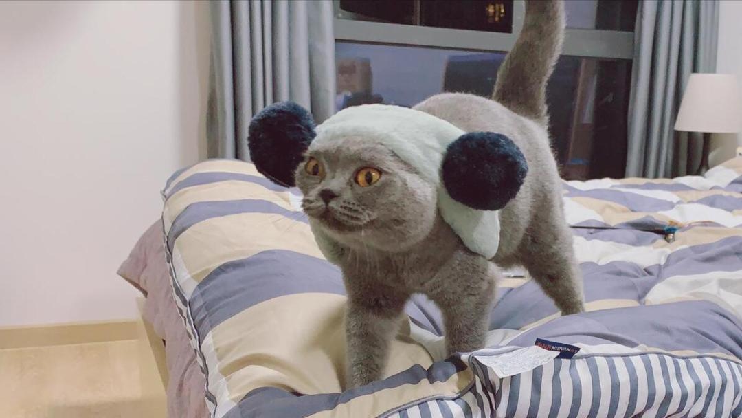 房东说，你的猫别住这，我们该如何抉择？