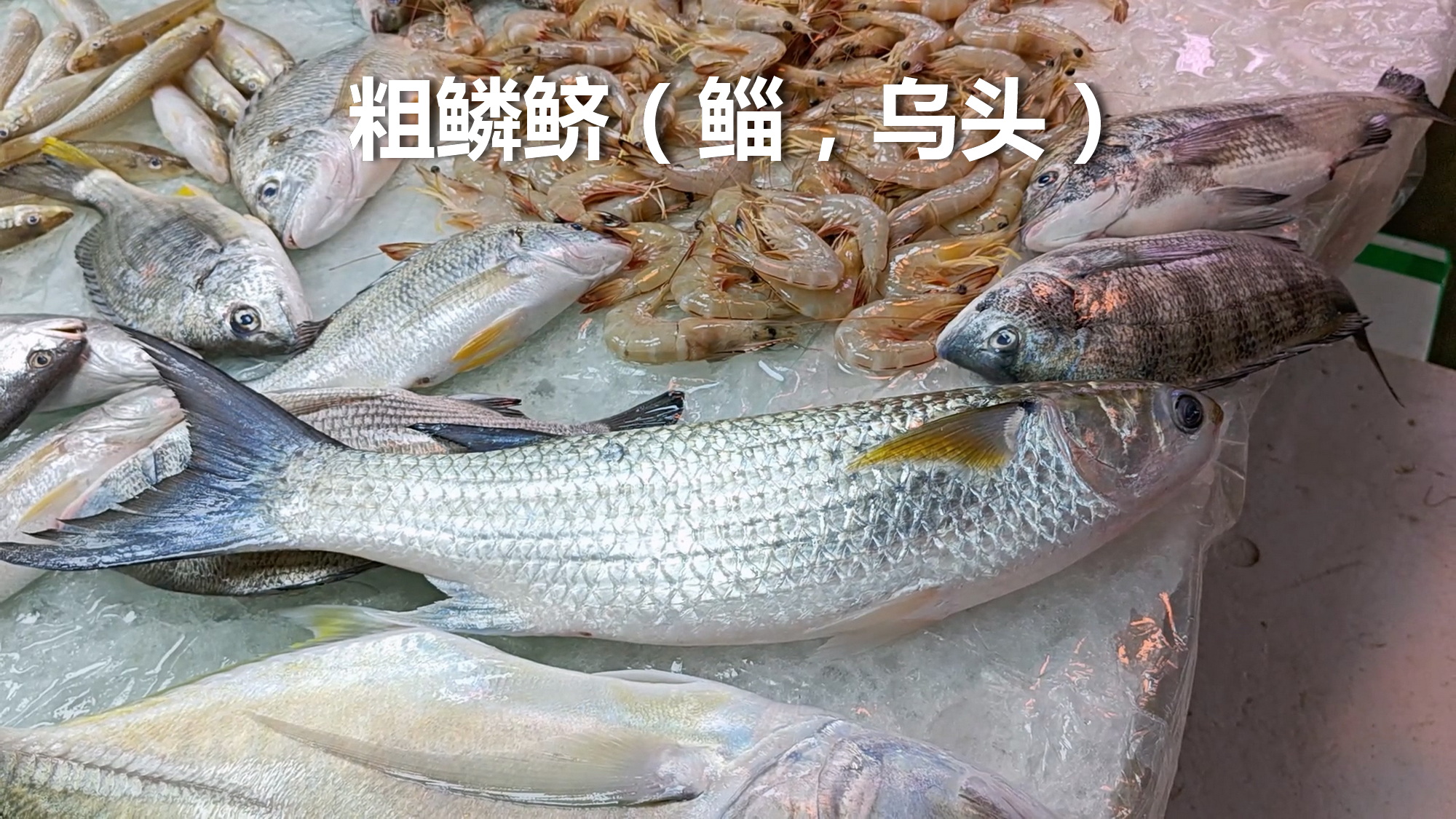 大鱼遂溪：鲚鱼常见三种，都亲民。

十一、粗鳞鲚（乌头）、黄鲚、虫鱼（蚬鱼）
正
