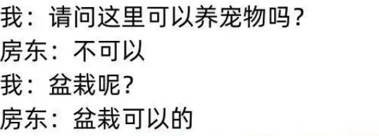 盆栽可以的
