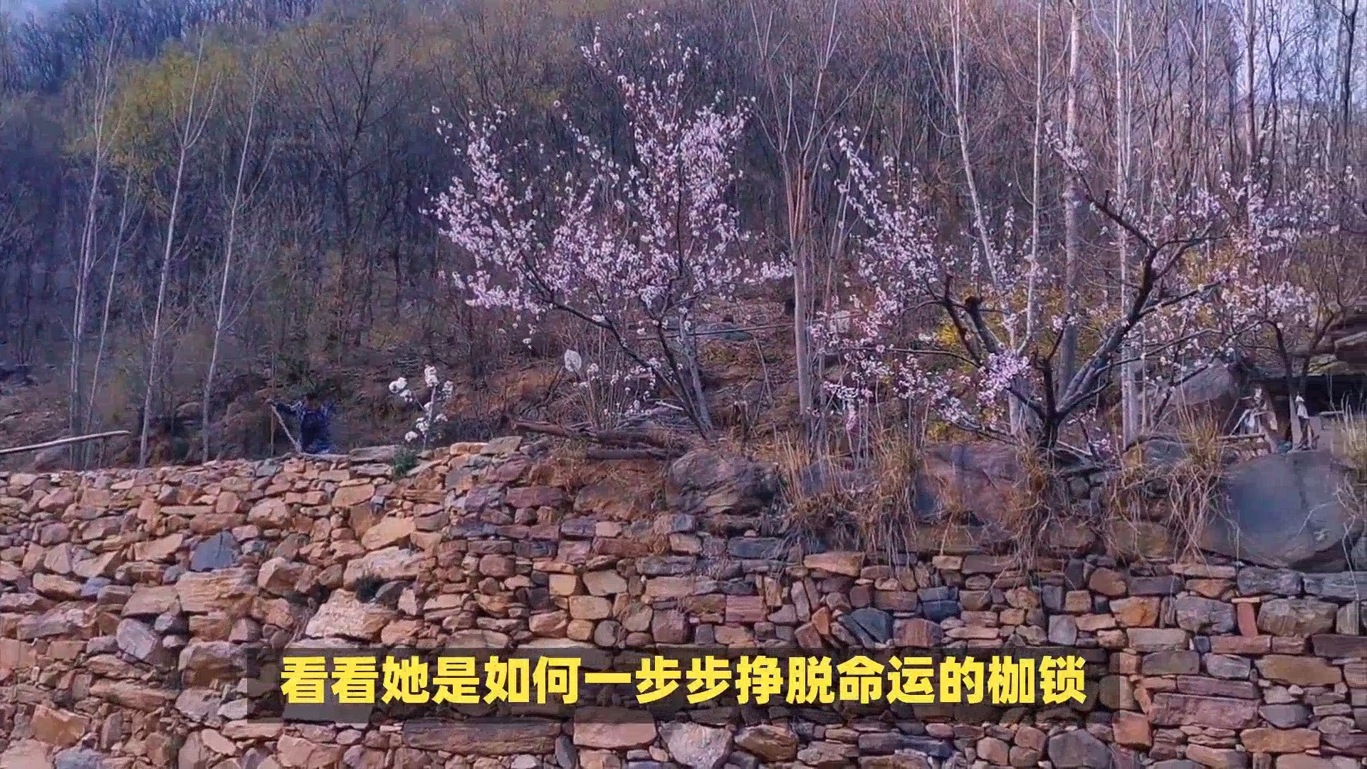 学费变婚资，母偏心兄长，归乡日他们泪满眶