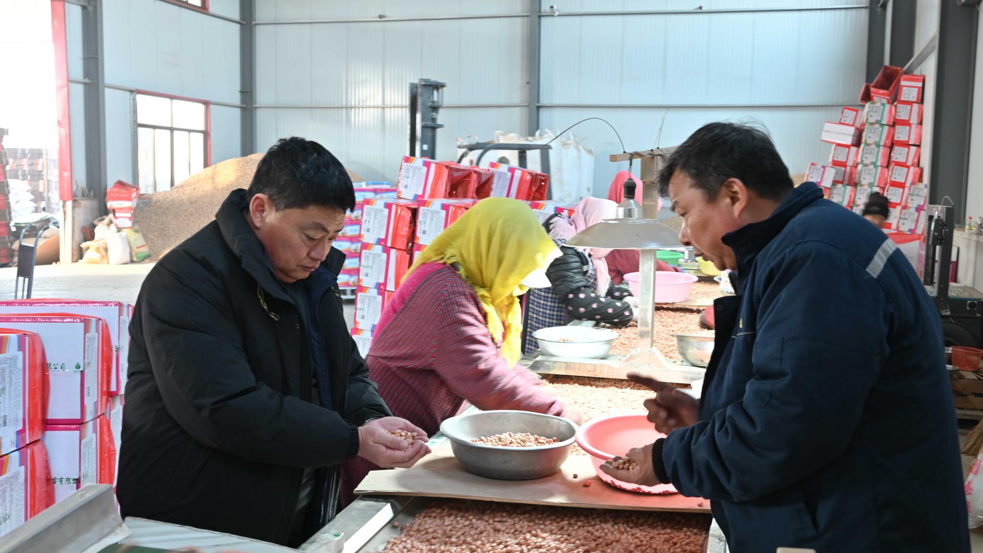 花生种子忙储备 丰收蓝图初起笔