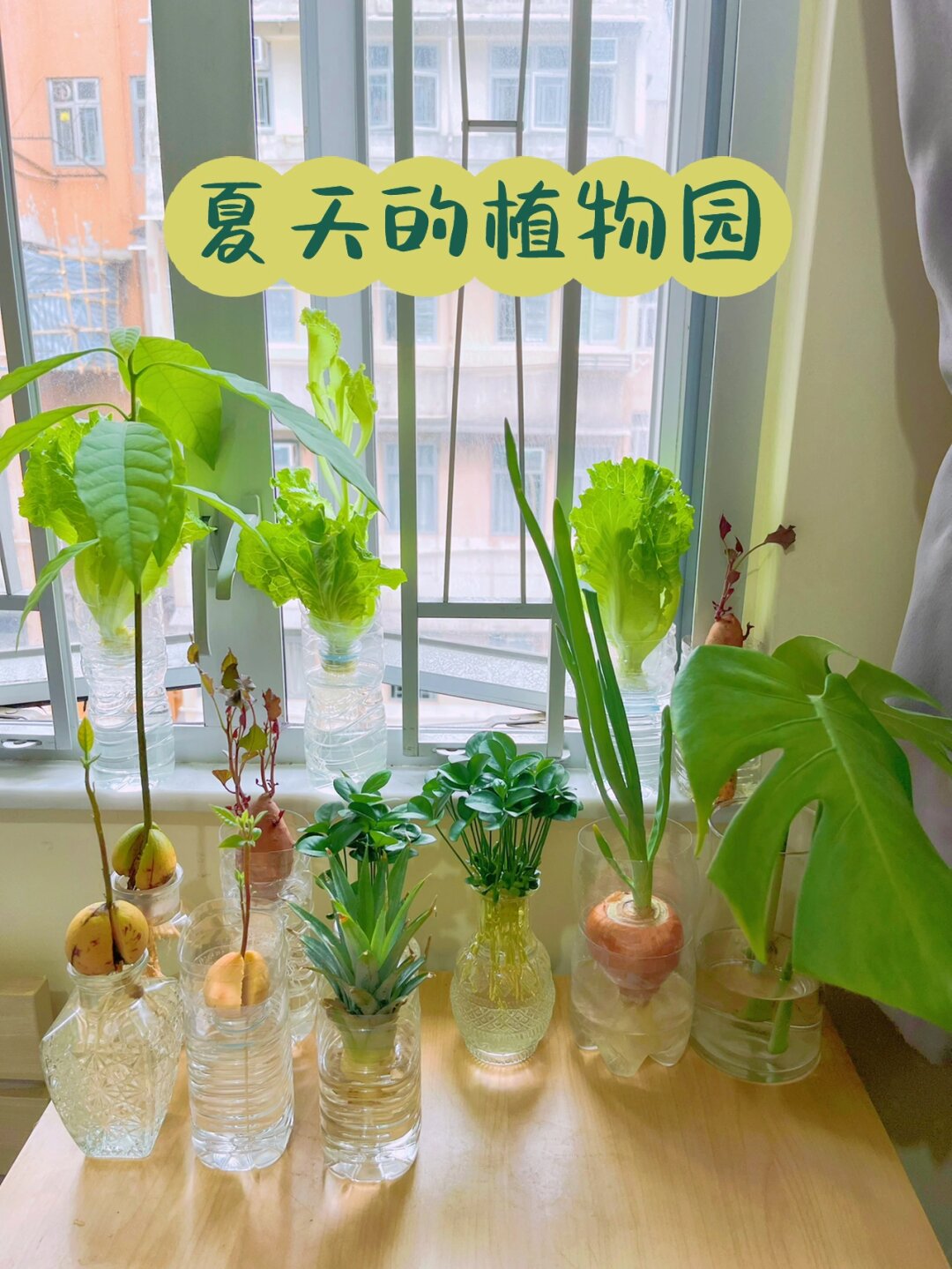 夏日水培小记：探寻适合夏天的水培植物

🌞 随着夏日的脚步渐近，气温一天天攀升