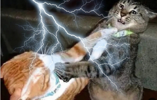 两只猫手臂互换
