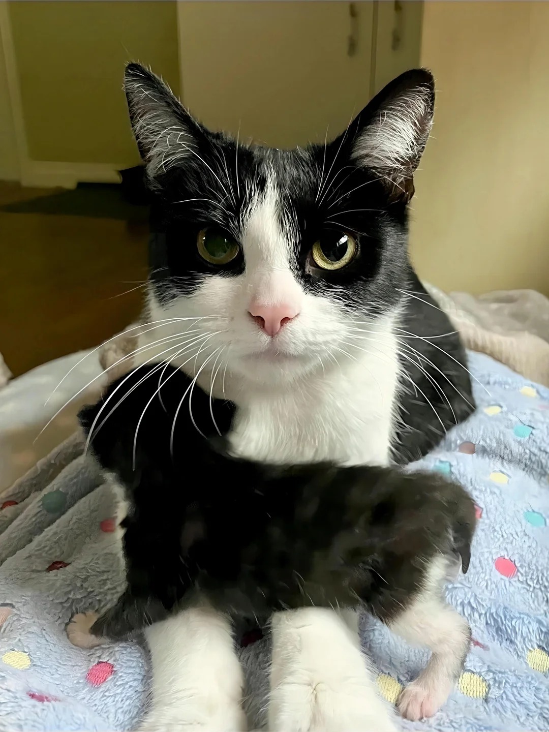 可爱不，奶娃的奶牛猫