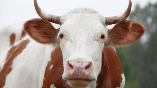 后半生最有钱的五大生肖，越老越有福，越老越健康，越老越有钱！