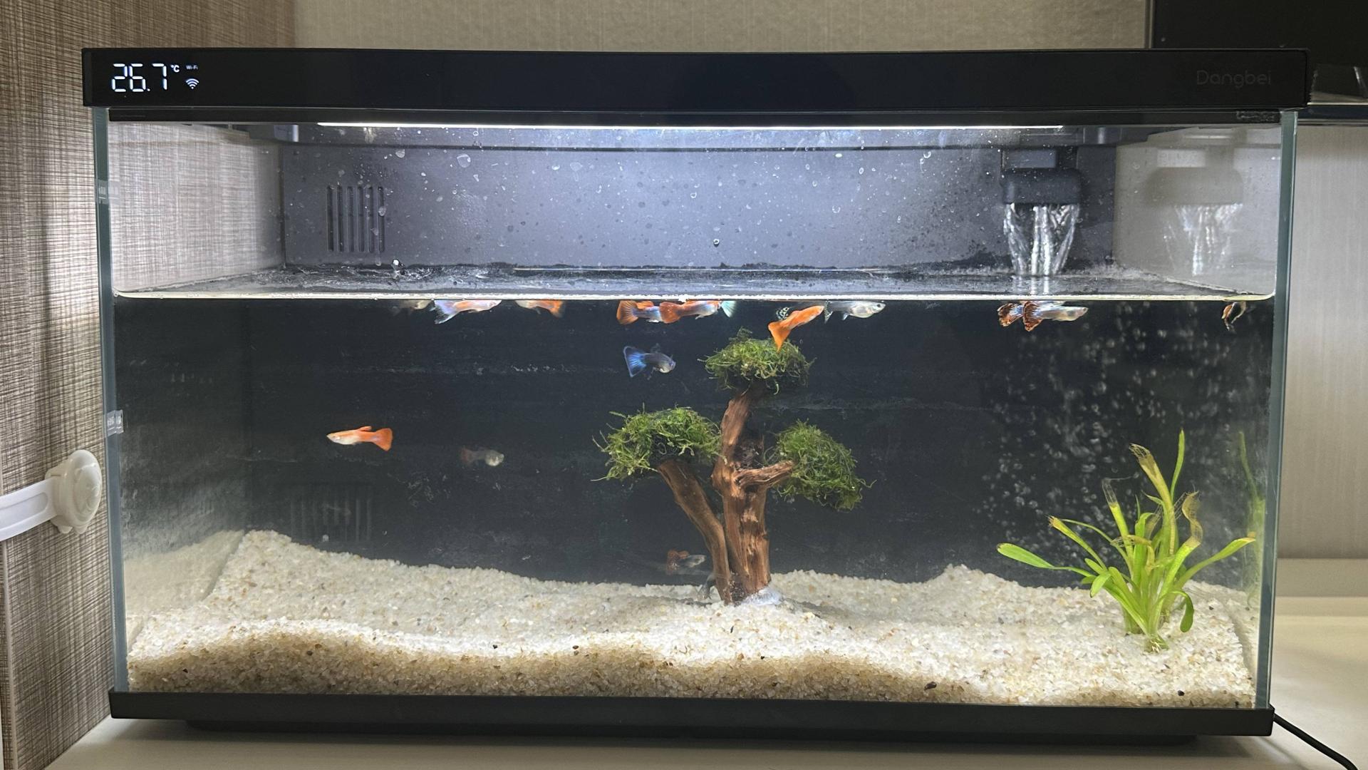 当贝智能鱼缸1 Ultra：生态科学喂养，懒人养鱼的福音