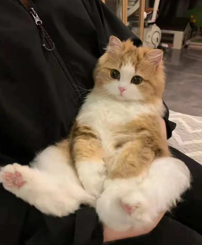 这猫脸皮实在太厚了。
我带它回来过年，但是我爸妈不喜欢它，小猫可能知道这件事情，