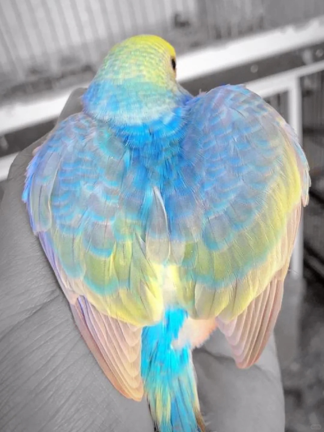 审美积累| 鸟儿真是顶级调色师🦜
🌸这只栖息在手心的鸟儿，它的羽毛如同彩虹般