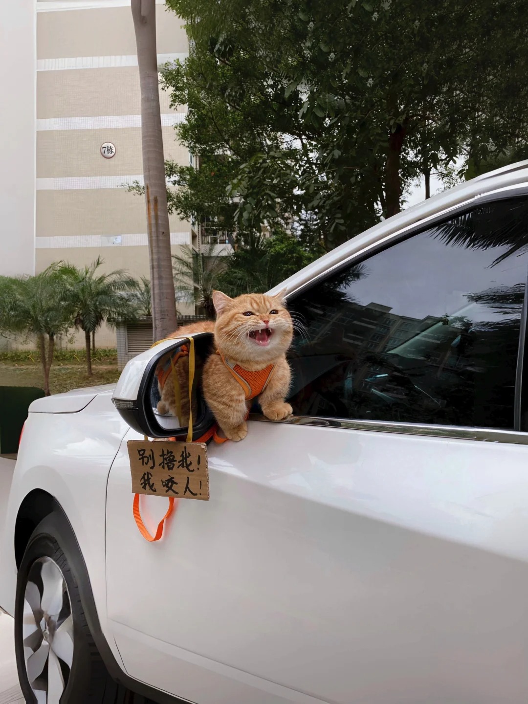 拼车拼到一只小猫咪
它妈只给它买了半张票
只能坐车耳朵了