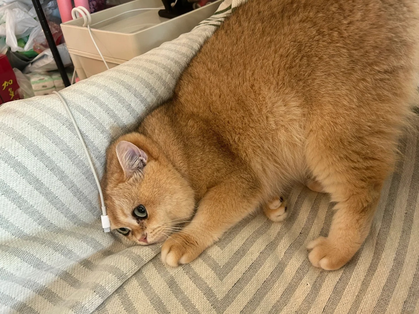 妈妈，等下轻一点
一天到晚贼眉鼠眼的