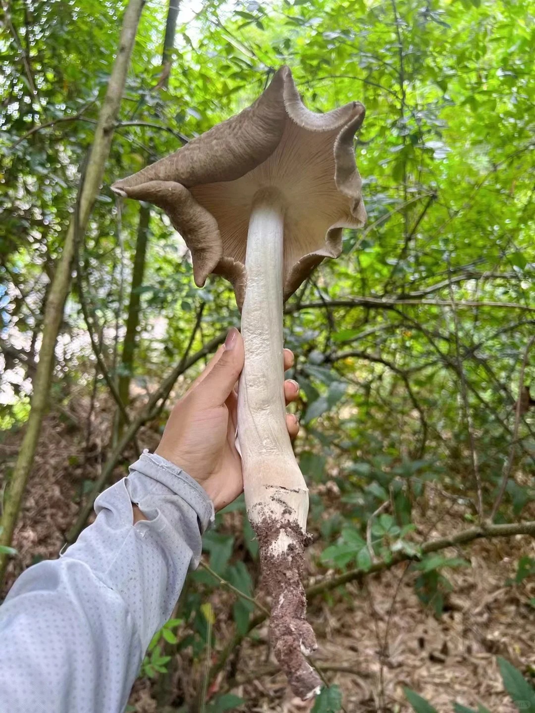 一年一度的找鸡枞菌大赛开始了😎😎
想看看你们找的鸡枞