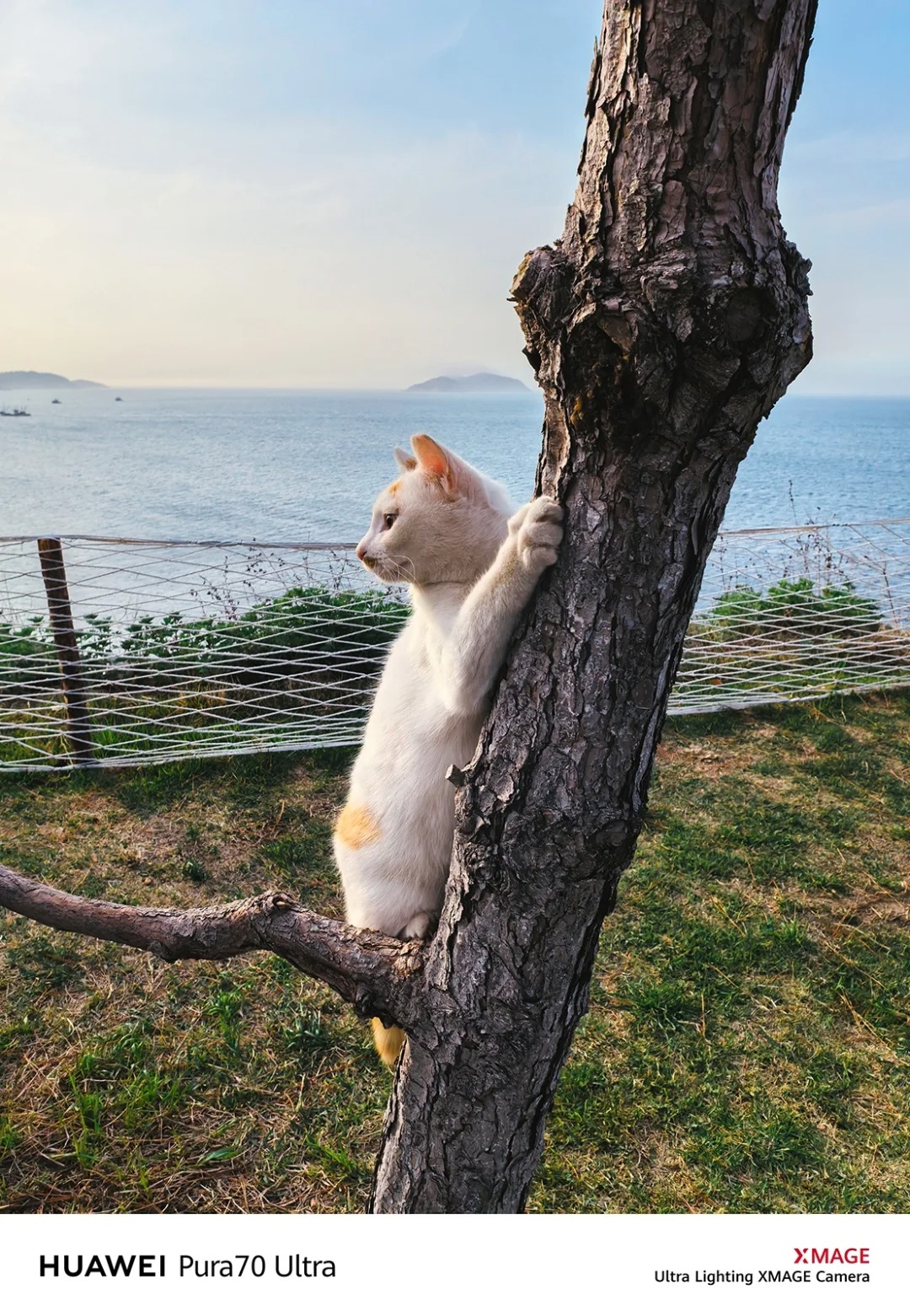 夕阳余晖中，白小橘在海边散发出无尽的温暖
在夕阳的余晖中，白小橘在海边散发出无尽