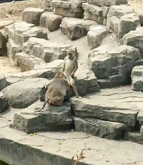 是哪对情侣表演给猴子看导致的？