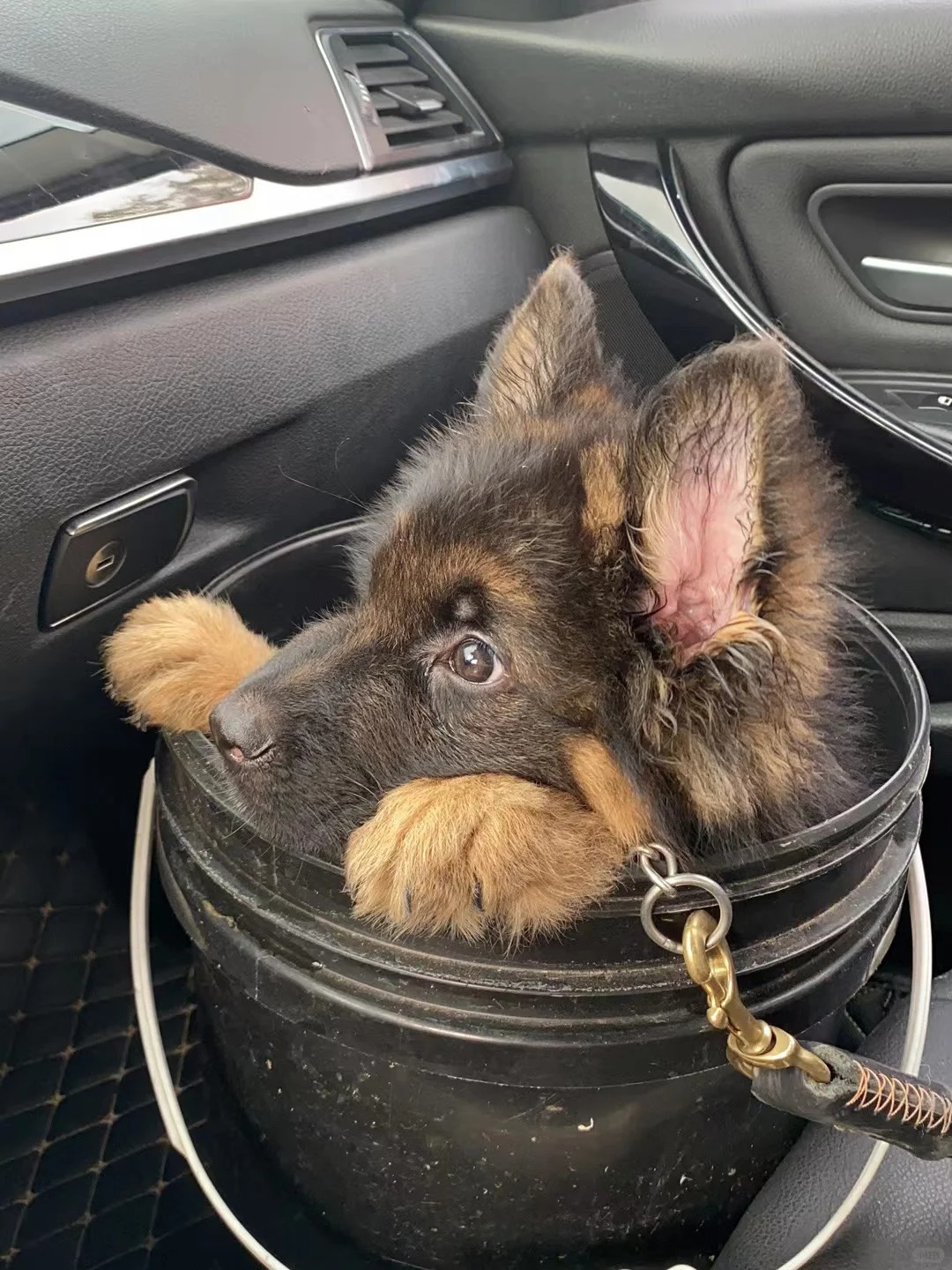 德牧幼犬：熊大
铁憨憨熊大出门钓鱼