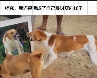 唉，我也活成了狗的样子