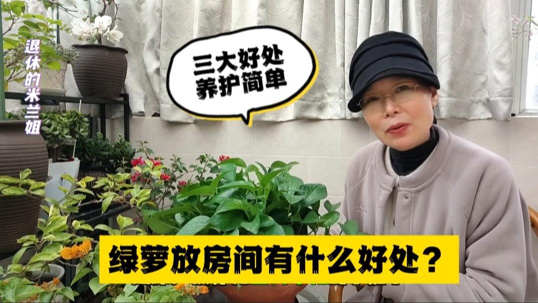 绿萝放房间有什么好处？三大好处，养护简单#养花小知识 #花卉绿植