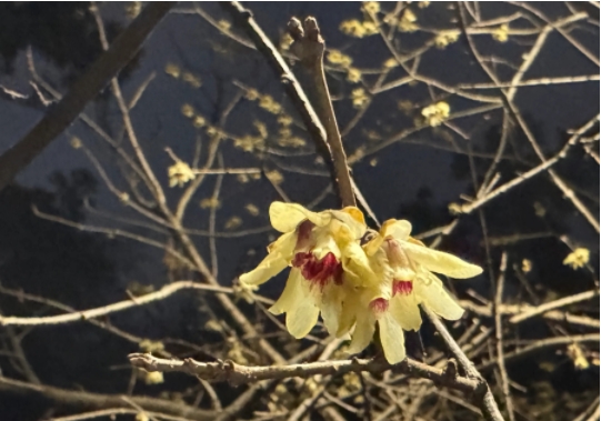 武汉开车的都是狠人啊！鄂A司机们请收下我的膝盖！

驱车1000公里到武汉。根据