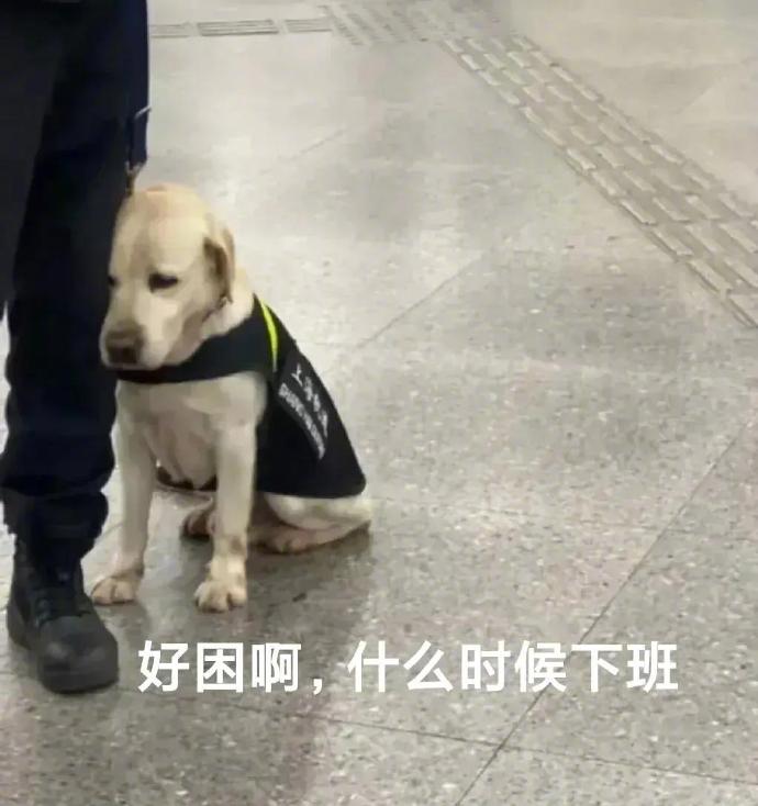 上海地铁网红警犬