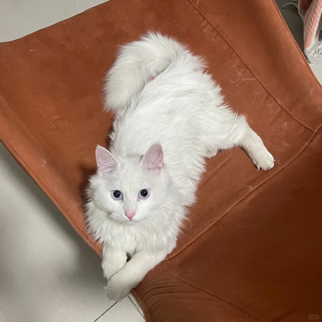 不想养了
标题党了，为啥狮子猫晚上那么爱叫啊