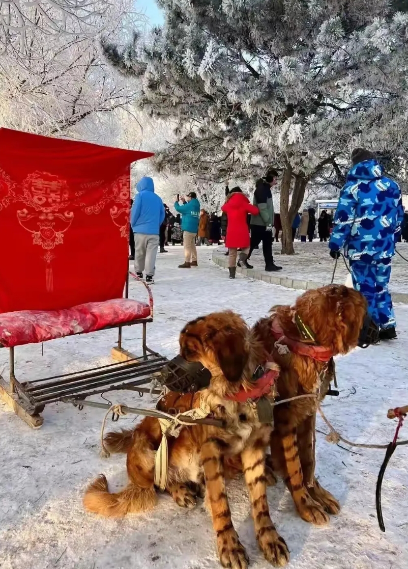重庆大妈对阵吉林大爷，这一次，其实吉林和重庆都输了。

重庆文旅方面：已经找到当