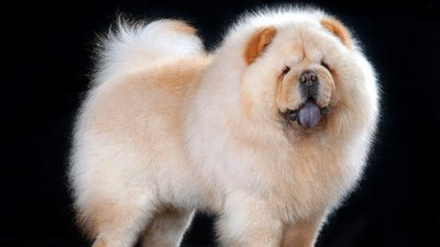 狗狗介绍：松狮犬