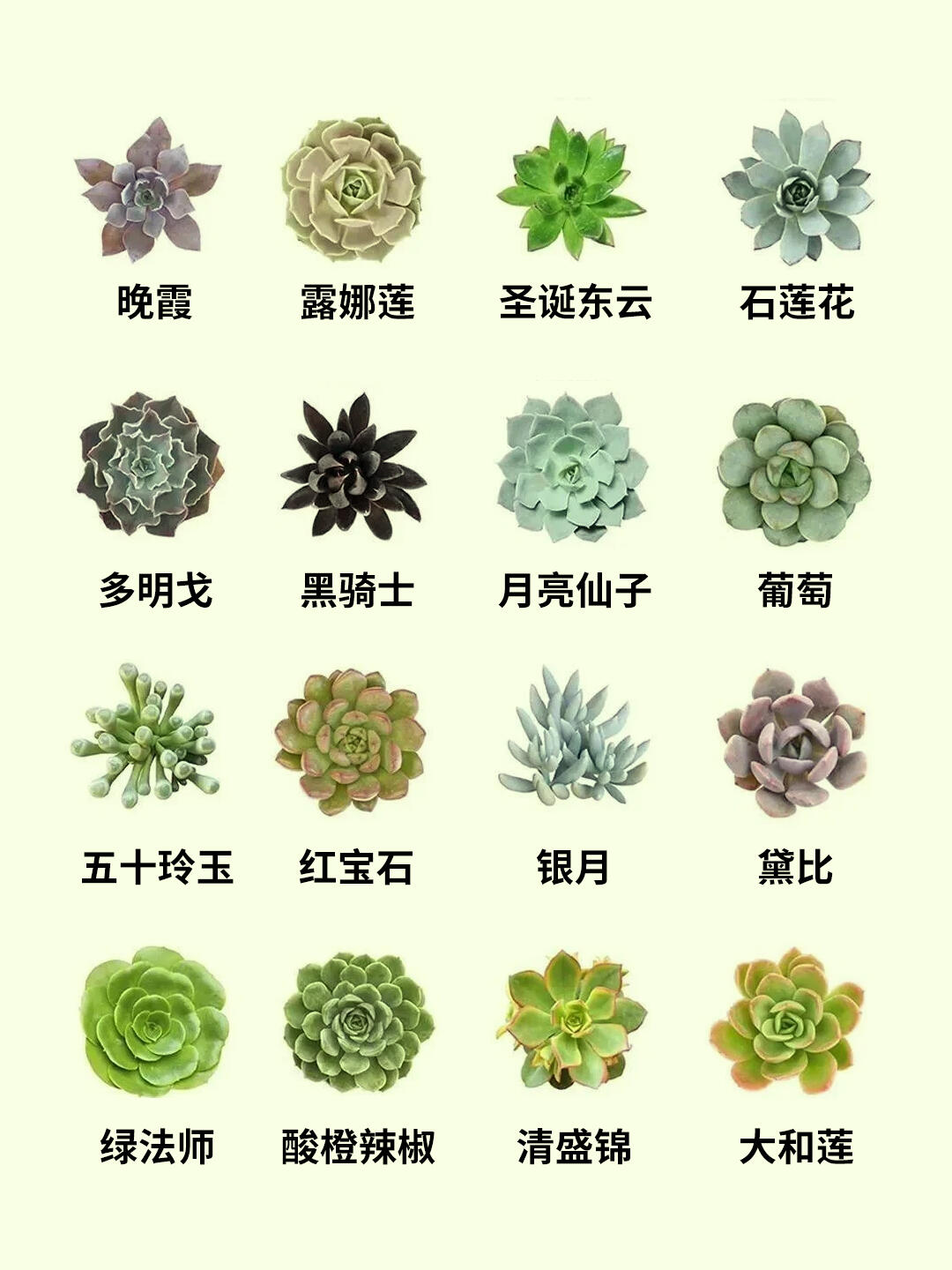 一网打尽，多肉品种应有尽有！
浇水注意：
夏天温度最低的时候浇
冬天温度最高的时