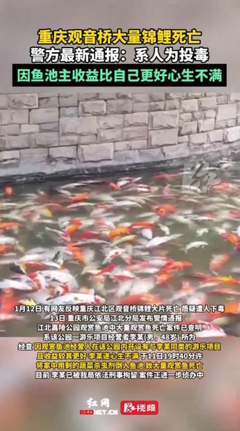 找到真凶了！重庆，观音桥锦鲤一夜之间大量死亡，警方在进行调查后，很快就锁定了凶手