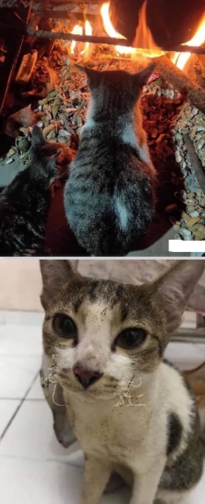 猫：当时我就是想暖和一下