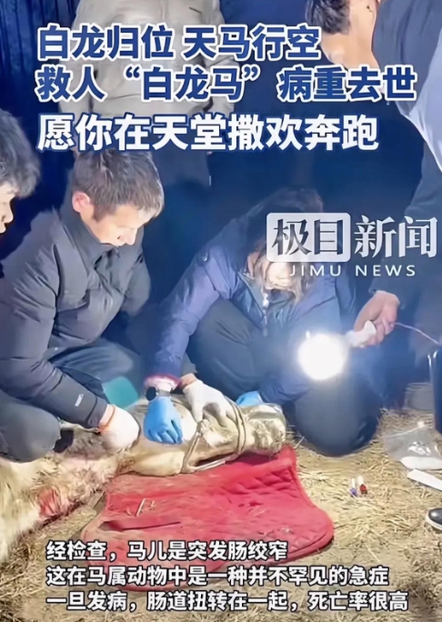 救人一命胜造七级浮屠，白马的福报够了！

2025年2月4日，一男子在仙桃市不慎