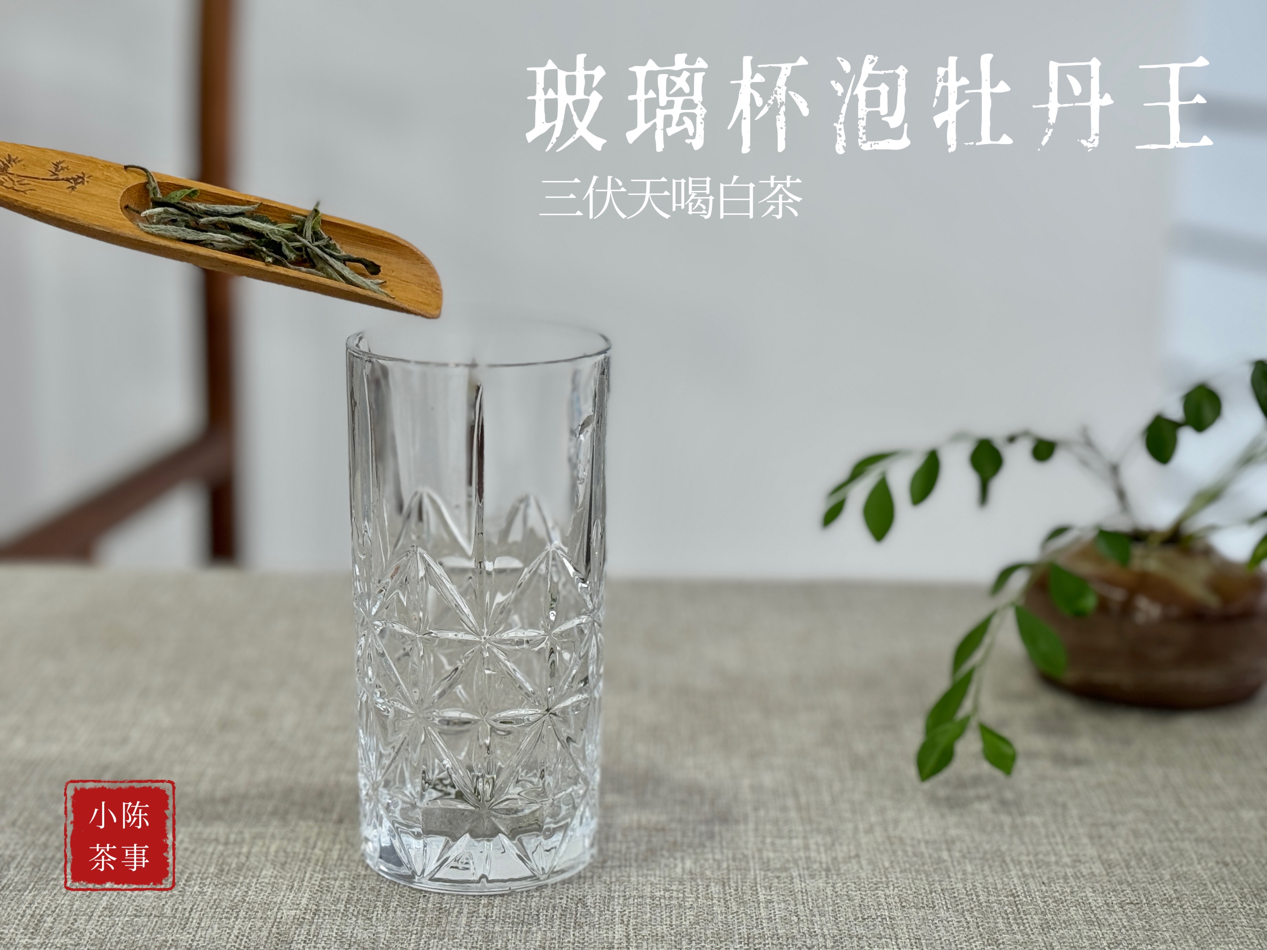 用玻璃杯泡白茶，先投茶还是先注水？