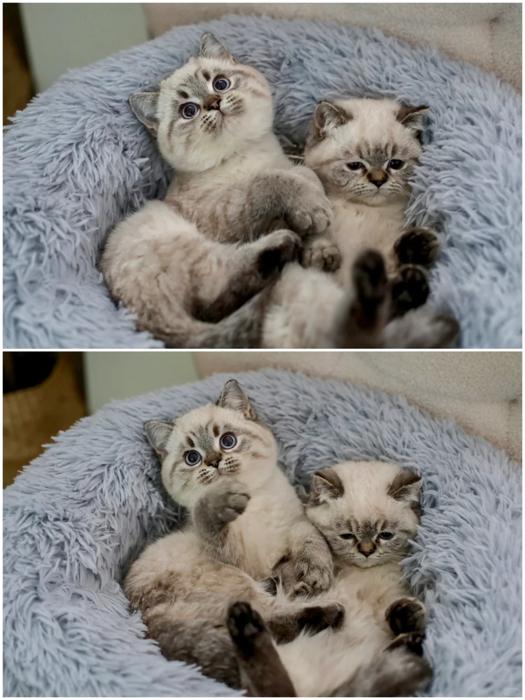 小脑斧也是分e和i的