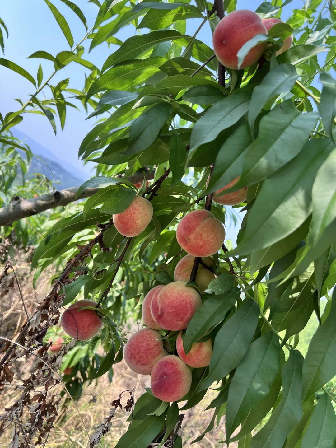 渝北区桃子🍑熟啦
哇哦，吃到了又脆又甜的桃子🍑了