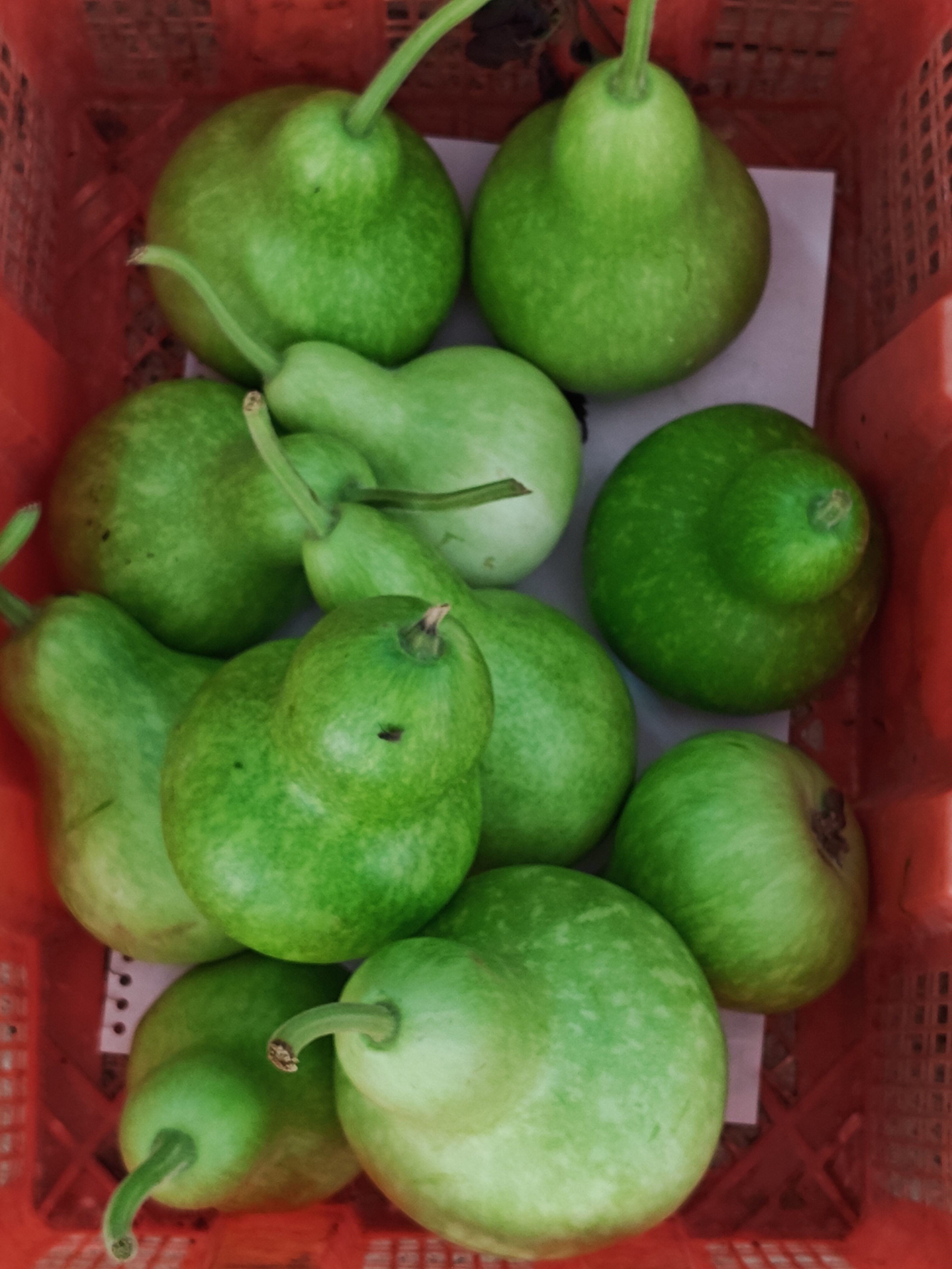 粤北特产店，一些食材：1、真葫芦瓜，2、枸杞枝叶，3、莲蓬，4、白皮小冬瓜，5、