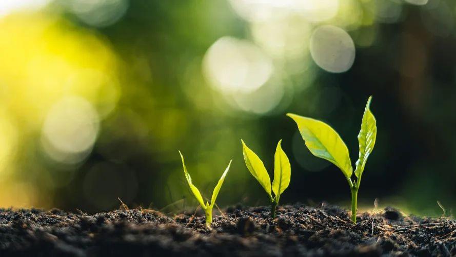 博润科技|生物刺激素和植物生长调节剂区别