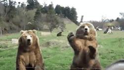 搞笑GIF：就想问问骑鸵鸟上路需要驾驶证吗？