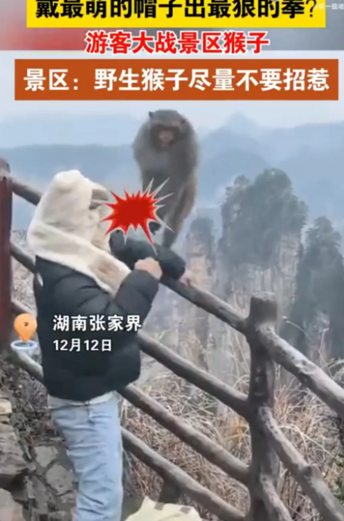 湖南张家界，一游客在景区游玩时，身上背包遭猕猴抢夺，没曾想游客丝毫不带怕的，反手
