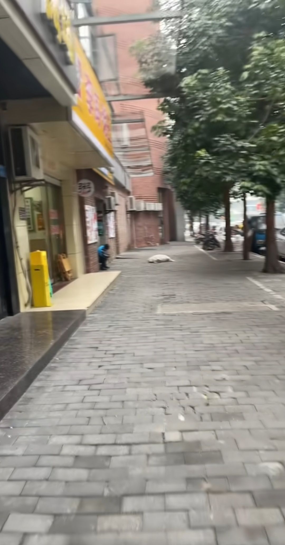 这狗是吃什么长大的